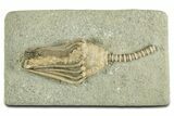 Fossil Crinoid (Macrocrinus) - Crawfordsville, Indiana #344768-1